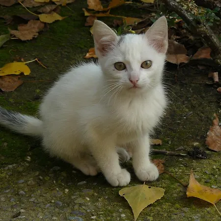 Torre De Campos Ainzon