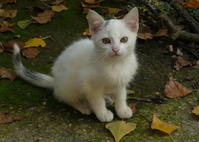 Torre De Campos Ainzon